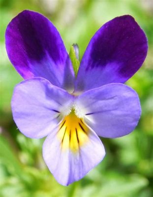  ¿Violeta de Aksum: Una lección floral sobre la belleza y la humildad?